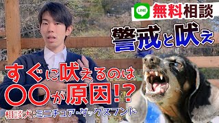 【ダックスフンド 犬】誰彼構わずすぐ吠える！わんちゃんの吠え癖に困っている人向けに吠える理由と簡単対処法をプロが解説！