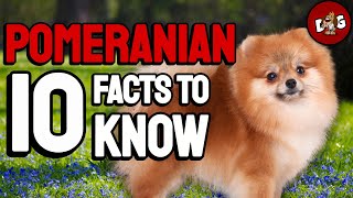 10 Facts You Should Know Before Bringing Home A Pomeranian | Dogs 101