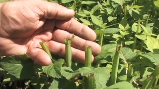 Cutting Back Perennials