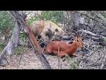 unbelievable hyena mating impala and eating it alive...