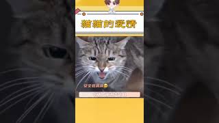 明明自己也很饿，却会尽自己的努力让你先吃到好吃的#猫咪 #萌宠 #流浪猫