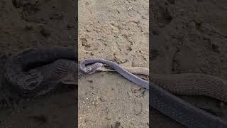 जहरीला और सुन्दर राज साँप (अहिराज)🐍😱 Nature Big Banded krait #kraitsnake #nature #amazing #shorts