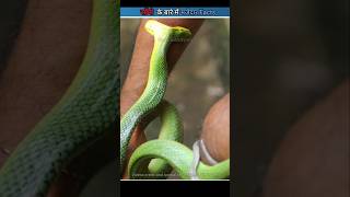 Different types of snakes | information about snakes #daliyfacts #viral #ytshorts #snake #shorts