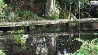 名水の里-醒ヶ井宿と梅花藻(2016年7月23日撮影)