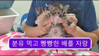 (육묘백서) 힘이 넘치는 3주차 새끼고양이 젖병 물리는 방법 3 week old kitten bottle feeding