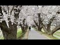 kyoto cherry blossoms in full bloom relaxing walking ambience sounds sleep study 4k amsr