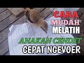 Cara merawat Anak Burung cendet agar cepat mandiri dan cepat makan Voer !!!