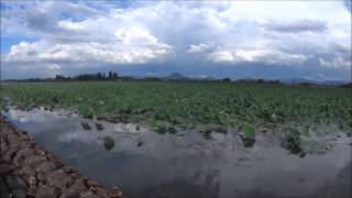 滋賀県　琵琶湖・烏丸半島　ハス群生地の様子　2015・07・14