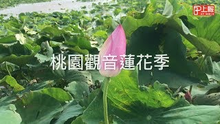 【上報生活】桃園觀音蓮花季