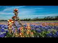 Texas Bluebonnet Wildflower Timelapse by Multop Adventures