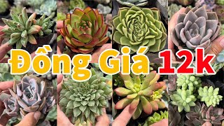 Lô sen bầu vỉ mới nhiều cây đẹp lố size | succulent Gia Nghia