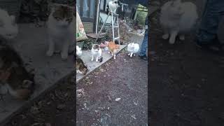 2022年3月15日　にゃんばー740 【cat short videos】