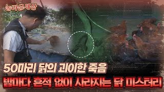 [놀라운 세상] 50마리 닭의 괴이한 죽음, 밤마다 흔적 없이 사라지는 닭 미스터리｜#놀라운세상 MBC120515방송