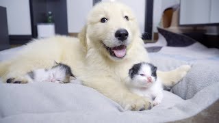 初めて子猫を見たゴールデンレトリバー子犬の反応が可愛すぎた・かわいい渋滞