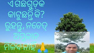 ଗଛର ସୁରକ୍ଷା କରନ୍ତୁ