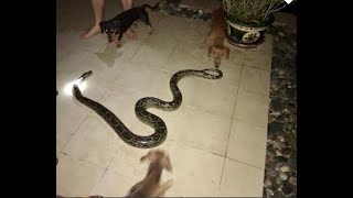 Snake vs dogs / 3 meter python bites small dachshund (Episode 3)