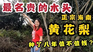 最名贵的木头海南黄花梨，种了8年长什么样呢？值不值钱？？