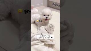 놀다가 눈마주치니까 웃어주는 애교쟁이 아기강아지 #shorts #bichonfrise #puppy #아기강아지 #cute #애교쟁이 #귀여움한도초과 #강아지일상 #귀여운