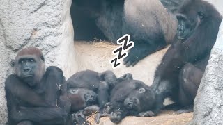 小金剛Jabali與Ringo一起睡覺一起爬起來Jabali and Ringo sleep together and wake up together#金剛猩猩 #gorilla