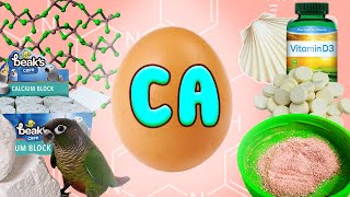 Calcium mixture that changes your bird's life | Hypocalcaemia