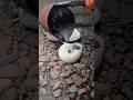 The best clips short with lead pouring into a long-dead snail shell at field,Lead in full beautifull