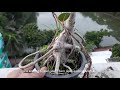 bonsai tree for beginners