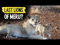 Last lions of Meru?