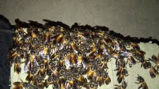 බඹර මැස්සා ( Apis dorsata )