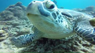 かわいいカメさん★ TAKUDIVE石垣島