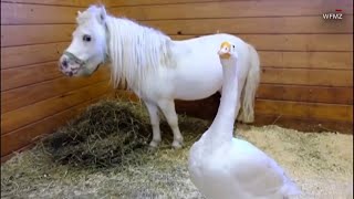 Meet Hemingway and Waffles, the inseparable horse-goose duo