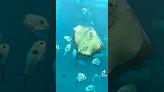 Sting Ray Eats Fish