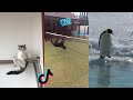 Wee Meme TikTok Compilation Animals Version | wee 2.0