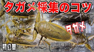 【タガメ採集①】極秘のタガメ採集のコツをプロが教えます