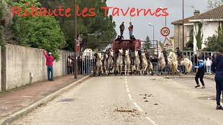 Bandido ▶️ Ribaute les Tavernes 🇫🇷 le 31/03/2024 A.M #gardians #tradition #camargue