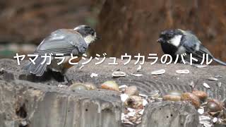 円山公園の人なつっこい野鳥①