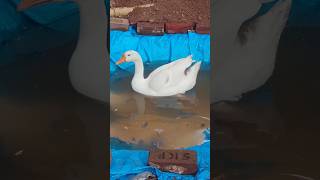 The Swimming  Rajhans duck 🥰 #new #viral #trending #duck #viral #video