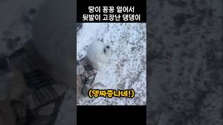 모처럼 산책 나온 댕댕이가 갑자기 화난 이유