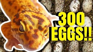 300 LEOPARD GECKO EGGS IN ONE DAY!!! | BRIAN BARCZYK