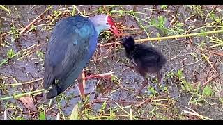 Purple Swamphen Feeding Adorable Baby!!! #nature #birds #wildlife #animals