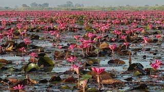 泰國大城、三百峰國家公園、烏隆他尼紅蓮花海(精華版) 2018.11.27-12.2