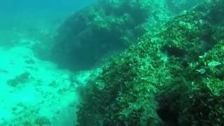 Dive at Pagasitikos kolpos(Pelion) - Twin caves