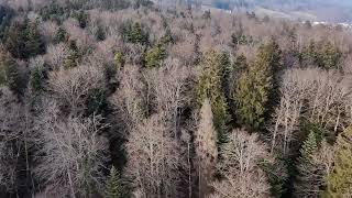 La forêt de Grandevent est magnifique en hiver