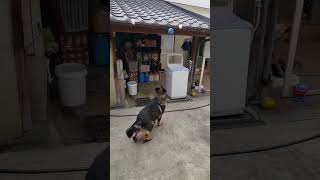 シェパード犬　音フェチくんのこだわり#ボール遊び#屋根#キャッチャー#変型球#大型犬