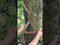 how natural rubber harvested from trees