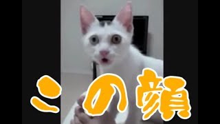 足の匂いを嗅いだ猫たちの謎過ぎる表情