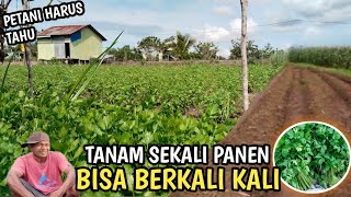 MELIHAT KESIBUKAN PETANI MUDA PANEN SELEDRI, TRANSMIGRASI KALIMANTAN UTARA