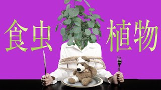 【歌ってみた】食虫植物【ViANKiEカバー/オリジナルMV】