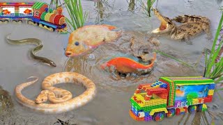 So Amazing Catching Colorful Betta Fish In The River Cute Catfish Ornamental Fish Turtle Bird Wolf