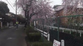 小手指 砂川堀 しだれ桜 2016