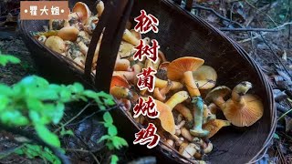 藏在深山林中的鲜味松树菌 再搭配一只土鸡香鲜脆嫩太巴适了#農村美食 #分享